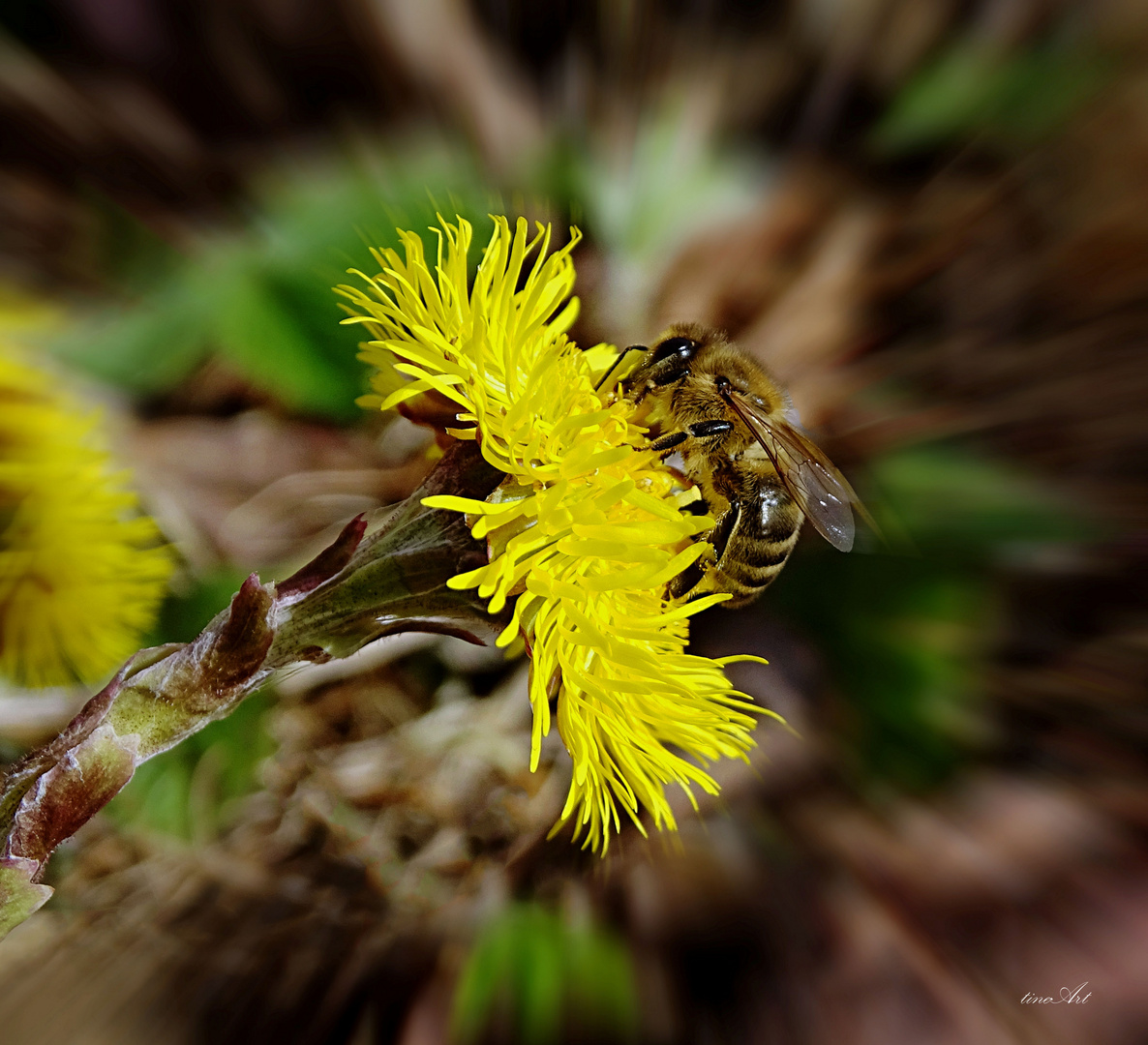 Frühling ist ...