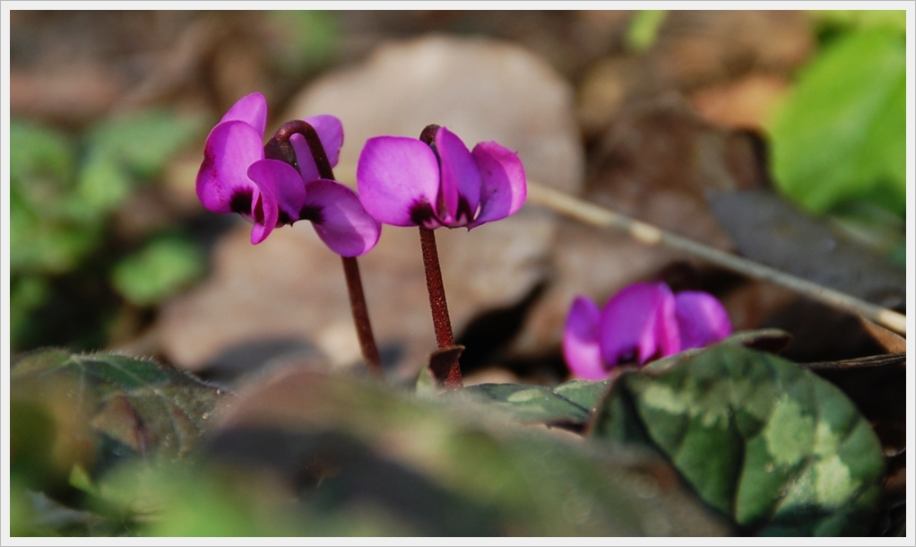 Frühling ist