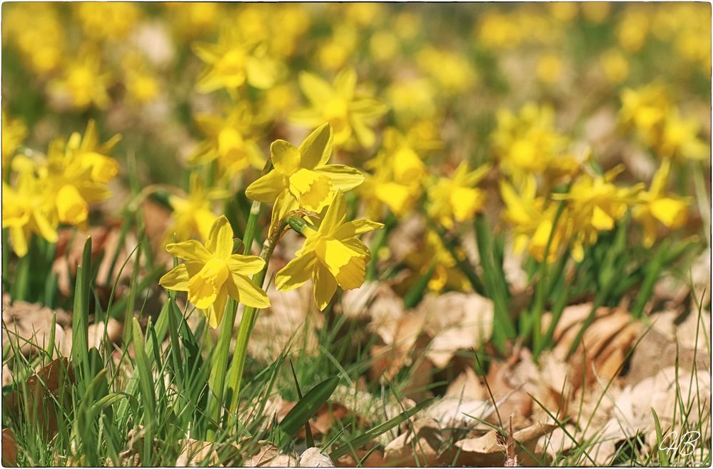 Frühling ist 