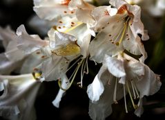 Frühling ist