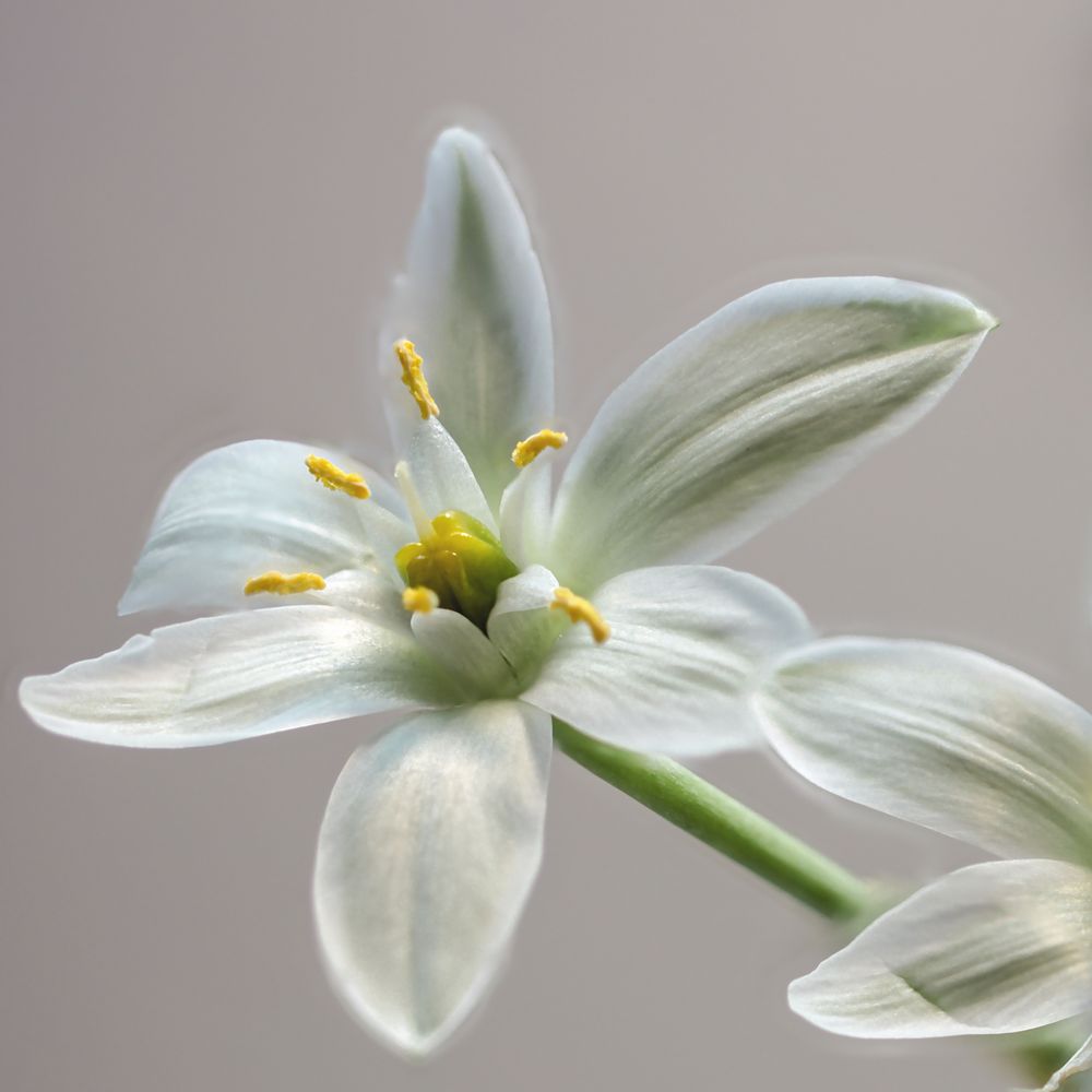 Frühling ist