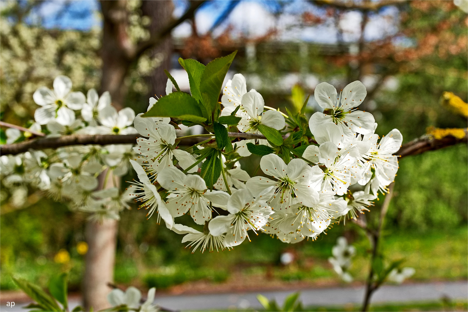 Frühling ist