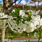 Frühling ist