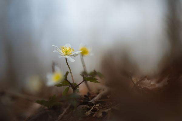 ... Frühling ist ...