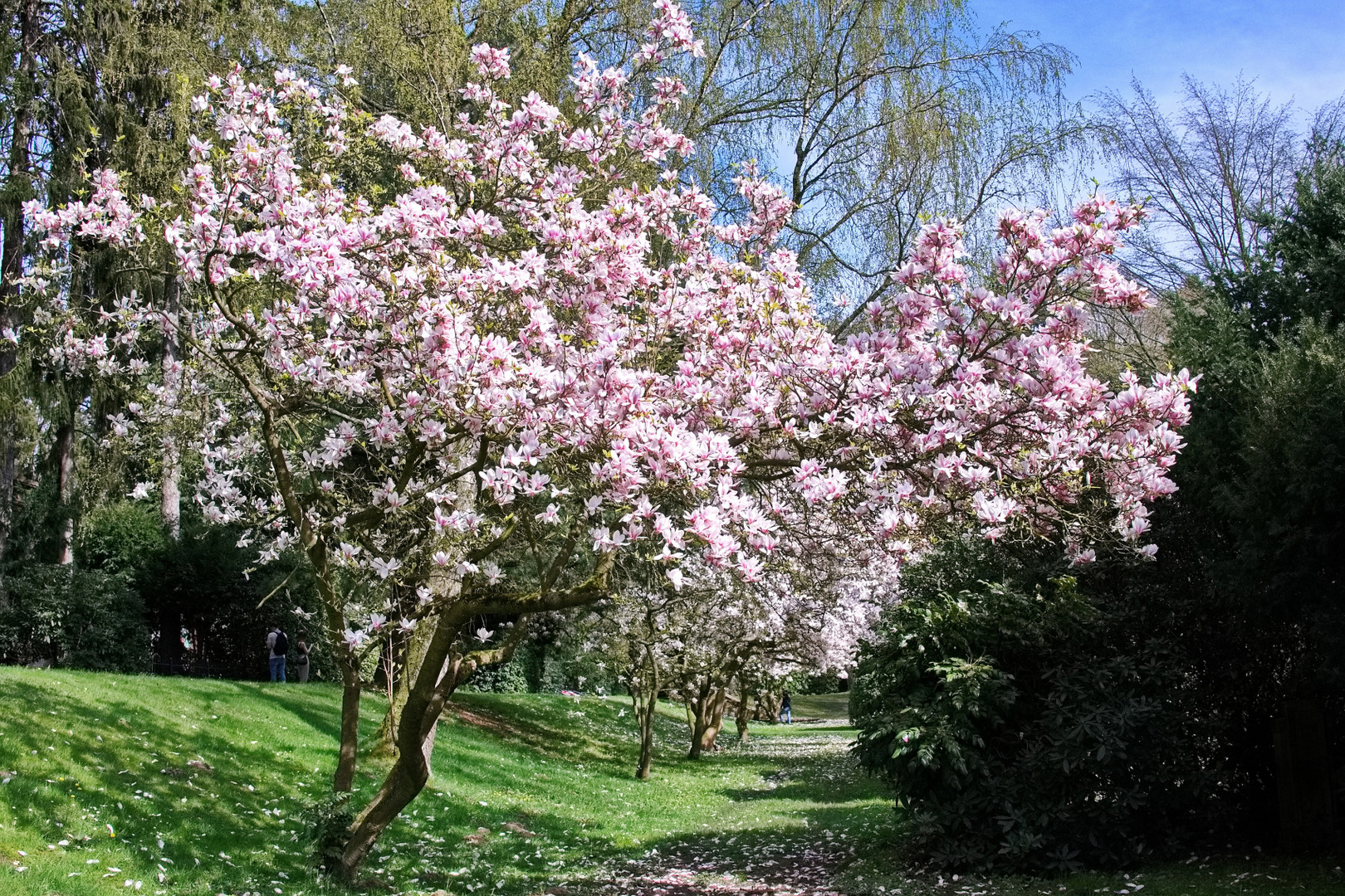 Frühling ist ....