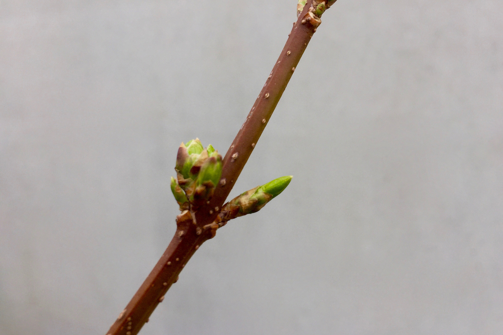 Frühling ist auf dem Weg