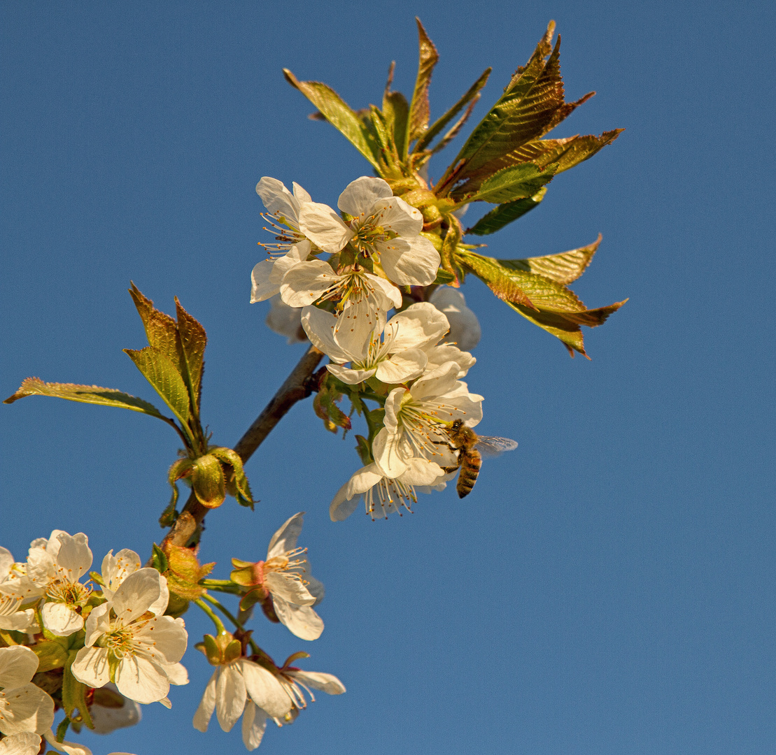 Frühling ist Blütenzeit