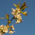 Frühling ist Blütenzeit