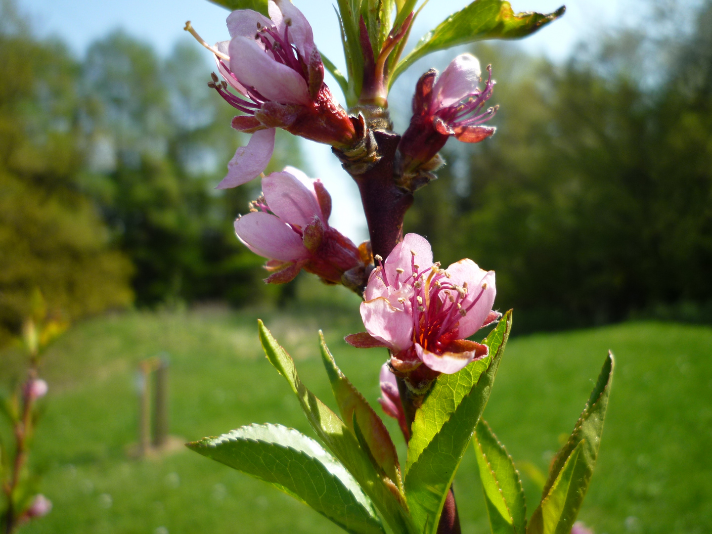 Frühling ist