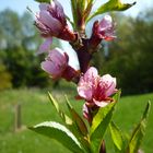 Frühling ist