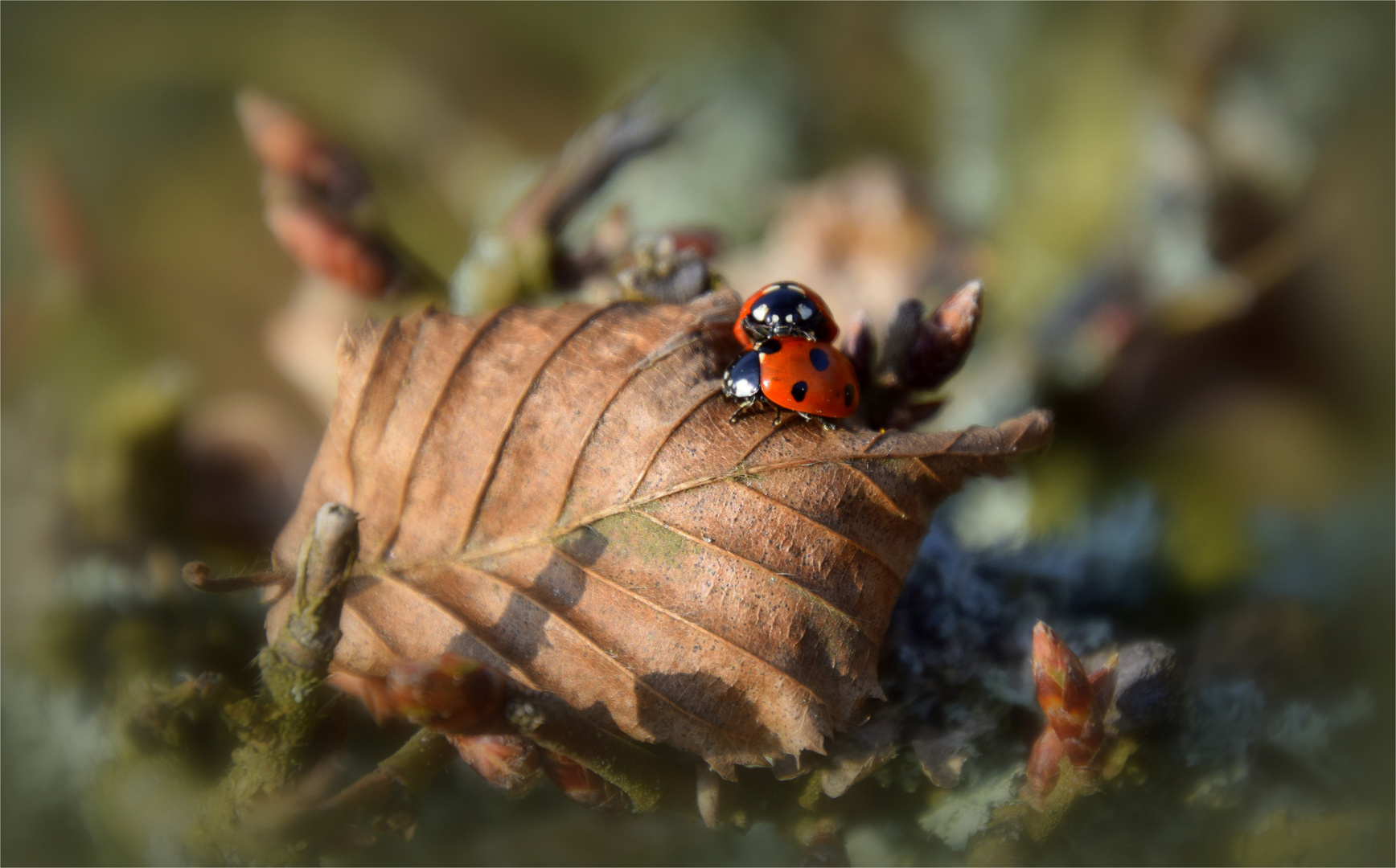 ..Frühling ist da!..