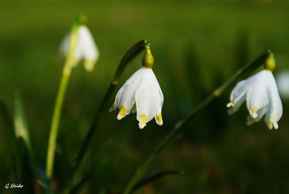 Frühling ist da...