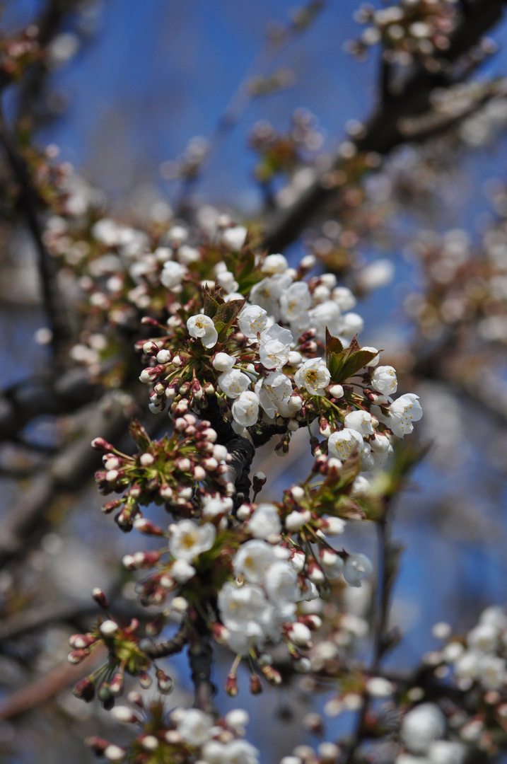 Frühling ist da....