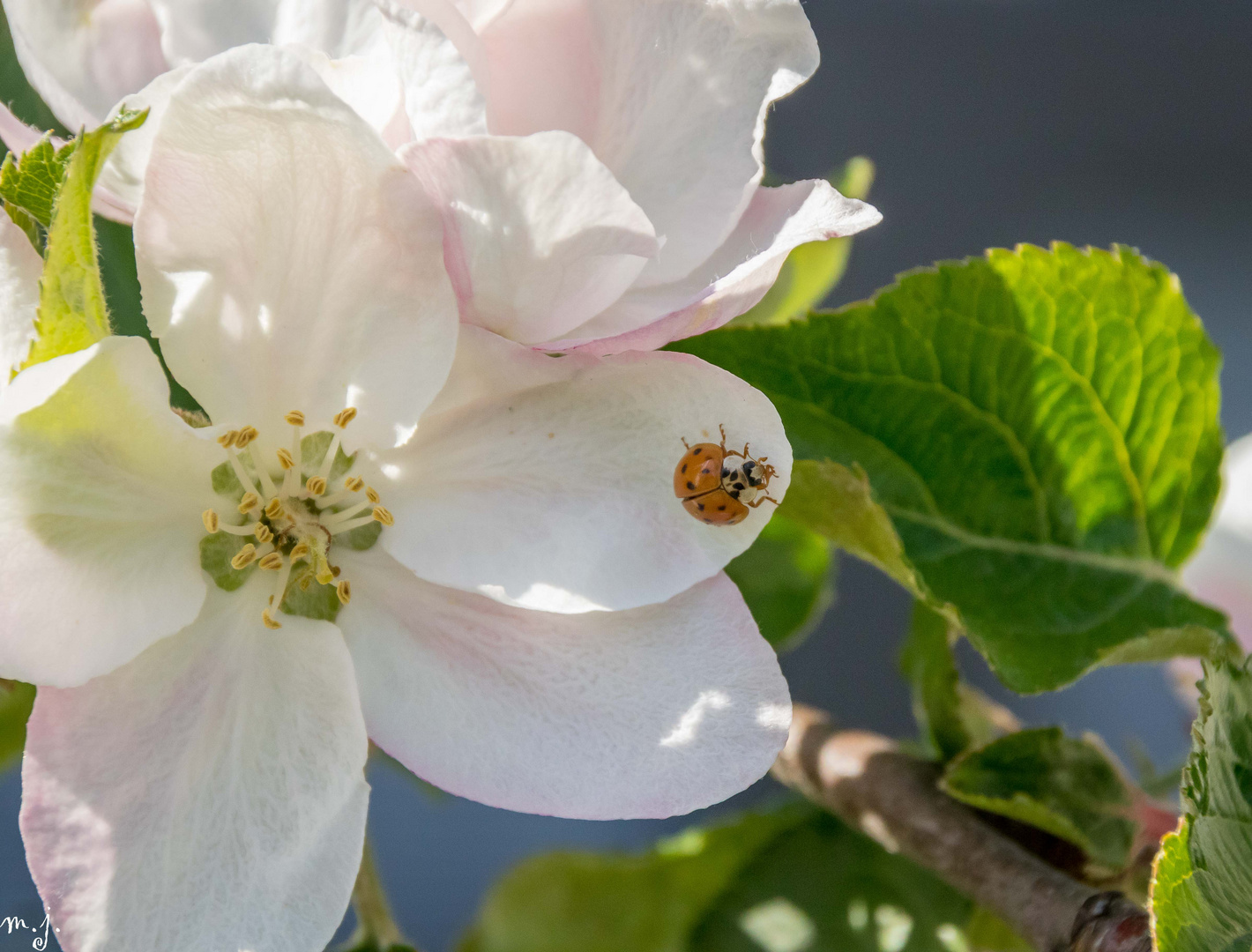 Frühling ist da