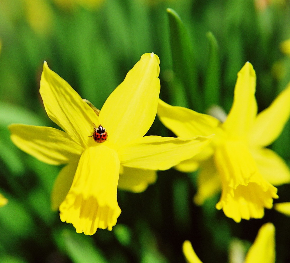 Frühling ist da ...