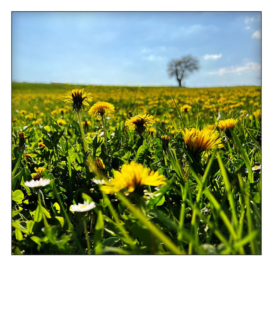 Frühling ist da !