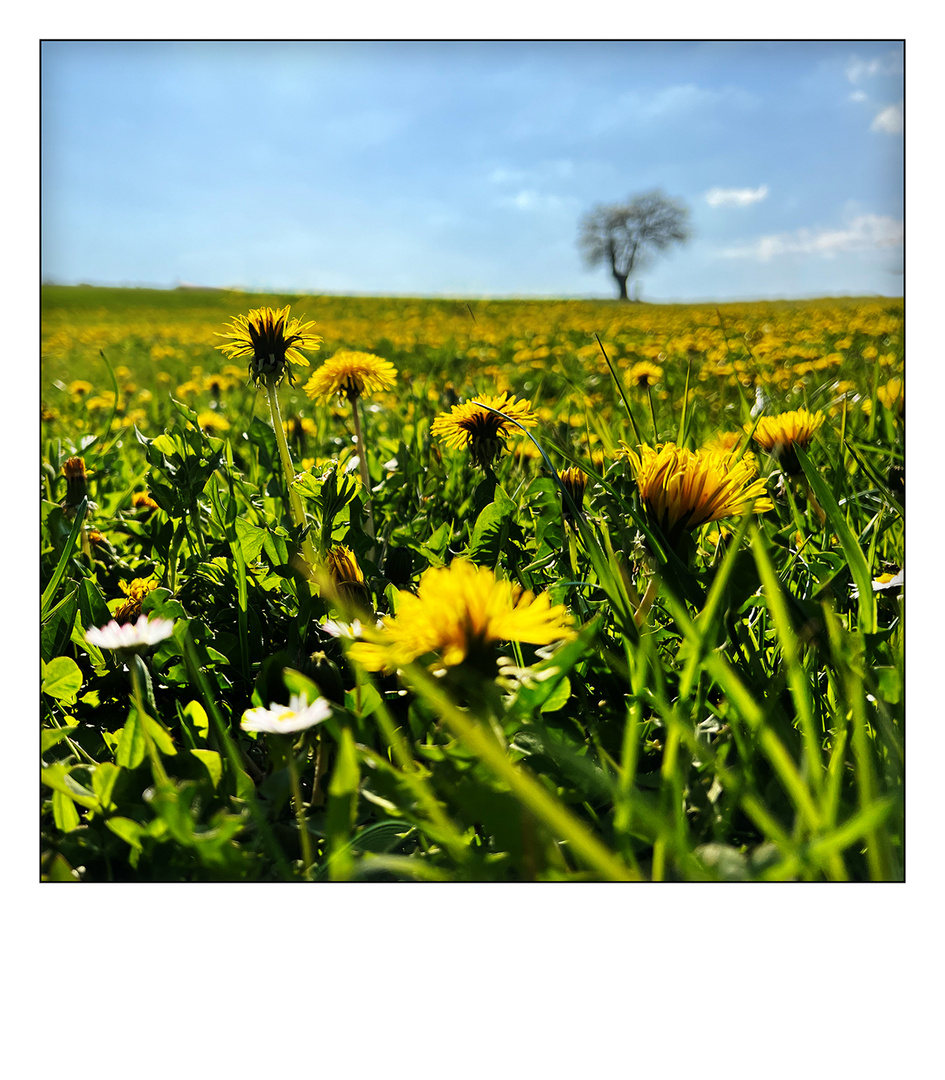 Frühling ist da !