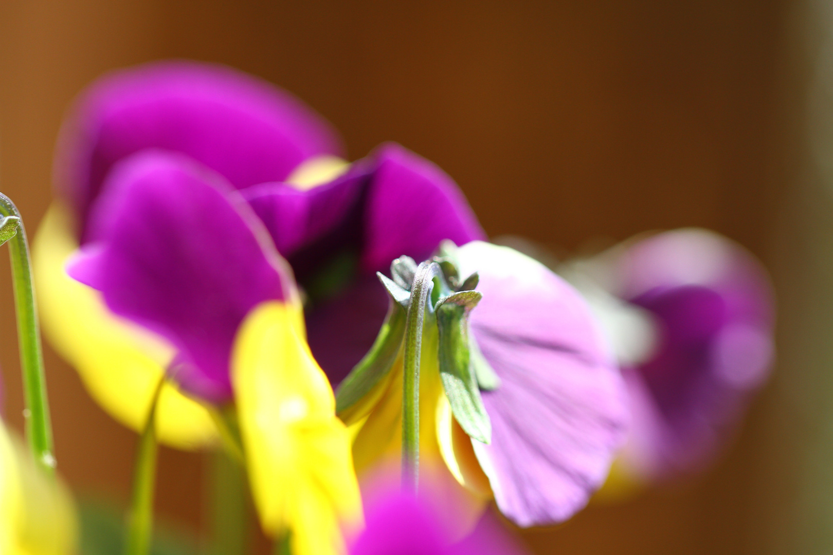 Frühling ist da...