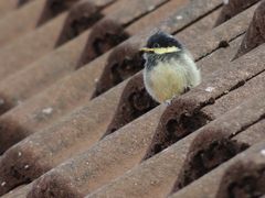 Frühling ist da