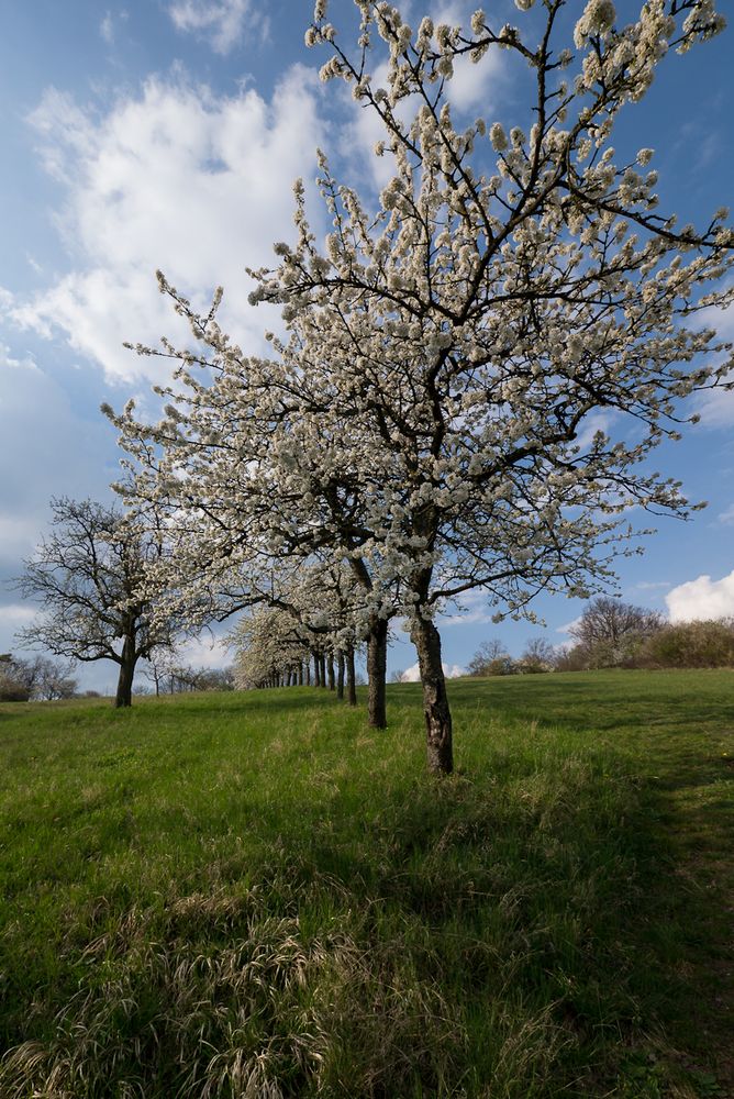 Frühling ist da