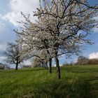 Frühling ist da