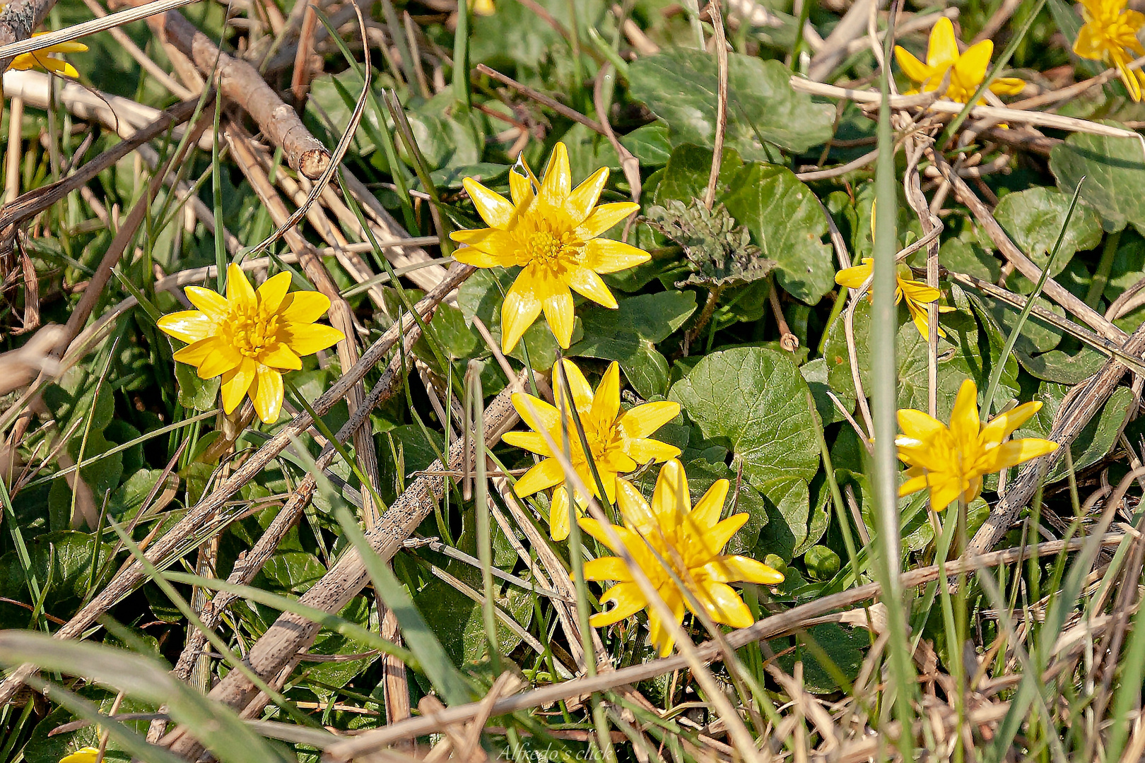  Frühling ist da