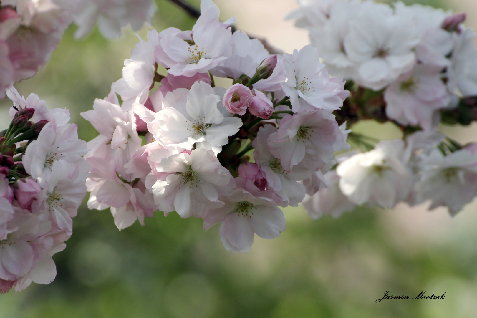 frühling ist da !!!