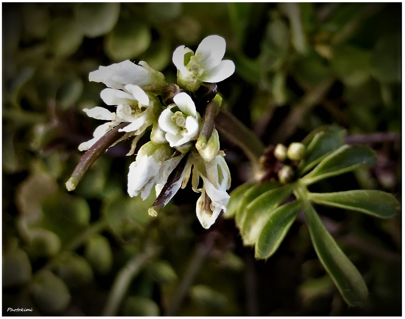 Frühling ist da (I)