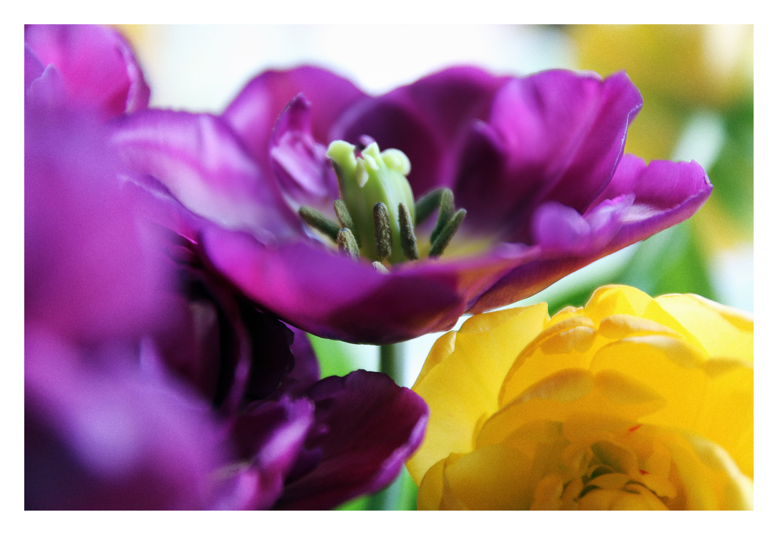 Frühling ist dann, wenn die Seele wieder bunt denkt ... [01]