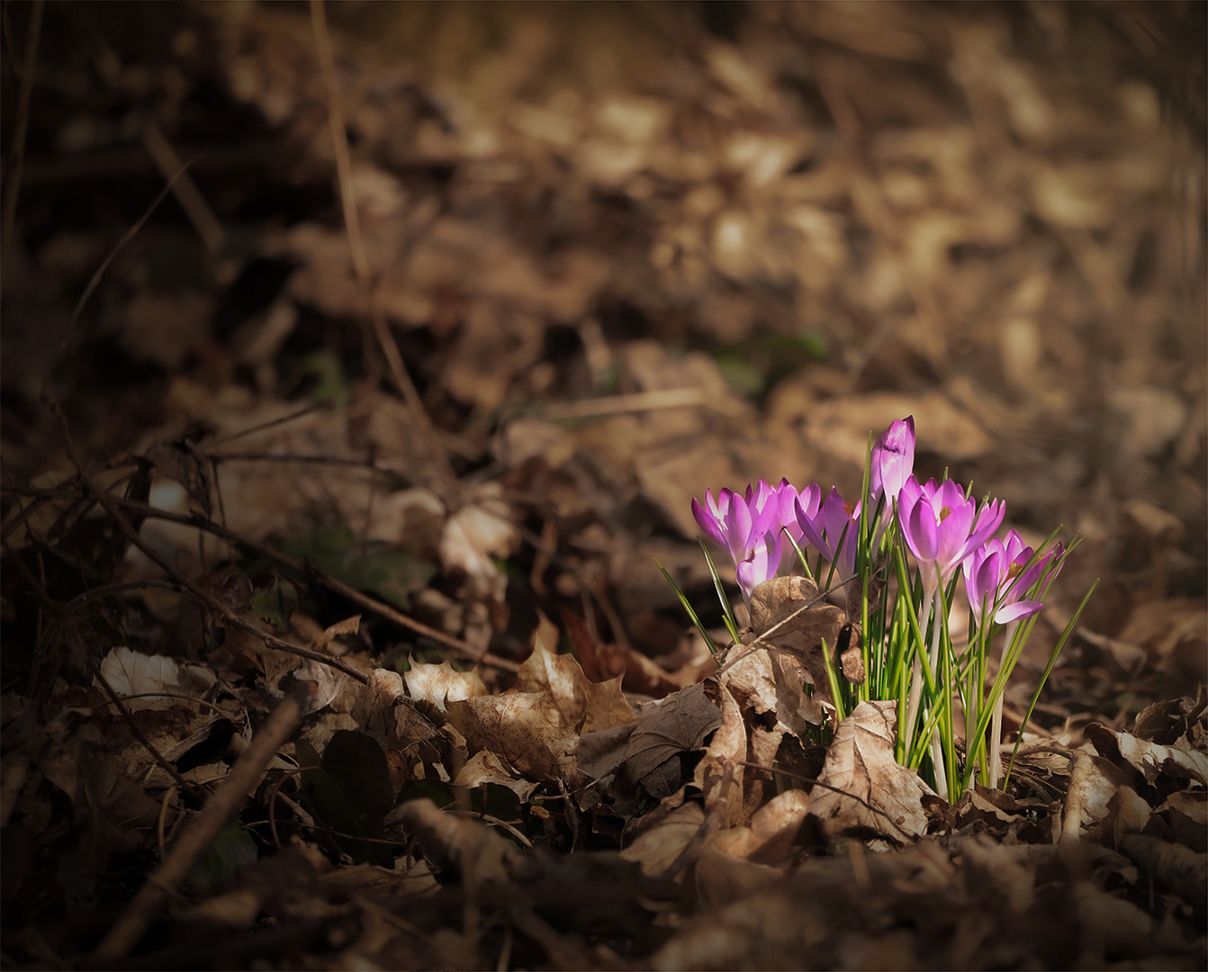 Frühling ist dann, wenn die Seele wieder bunt denkt