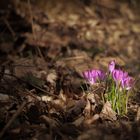 Frühling ist dann, wenn die Seele wieder bunt denkt