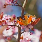 Frühling ist die Musik der Natur.