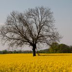 Frühling ist die schönste Jahreszeit...