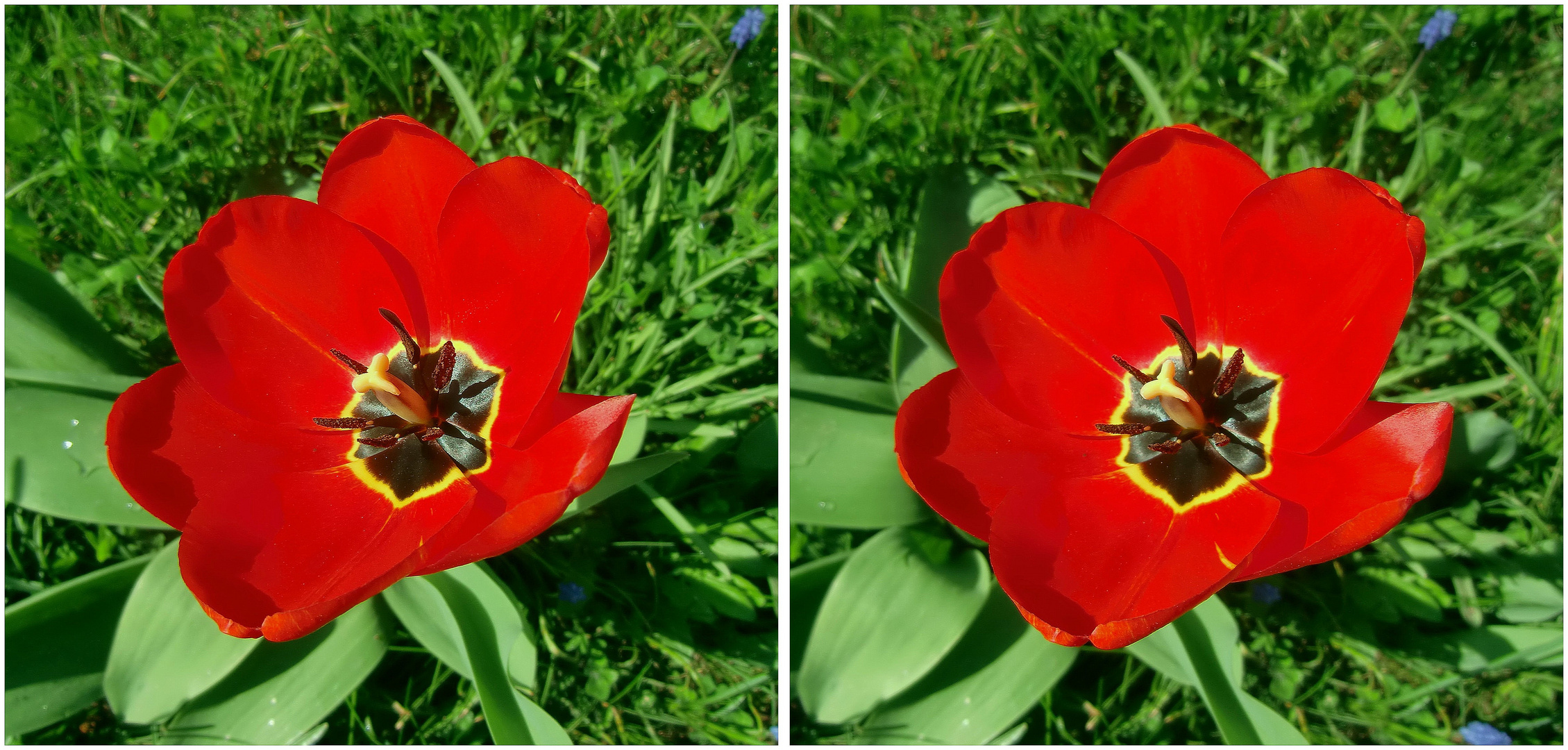 Frühling ist doch was schönes...und dann noch im Kreuzblick 3D