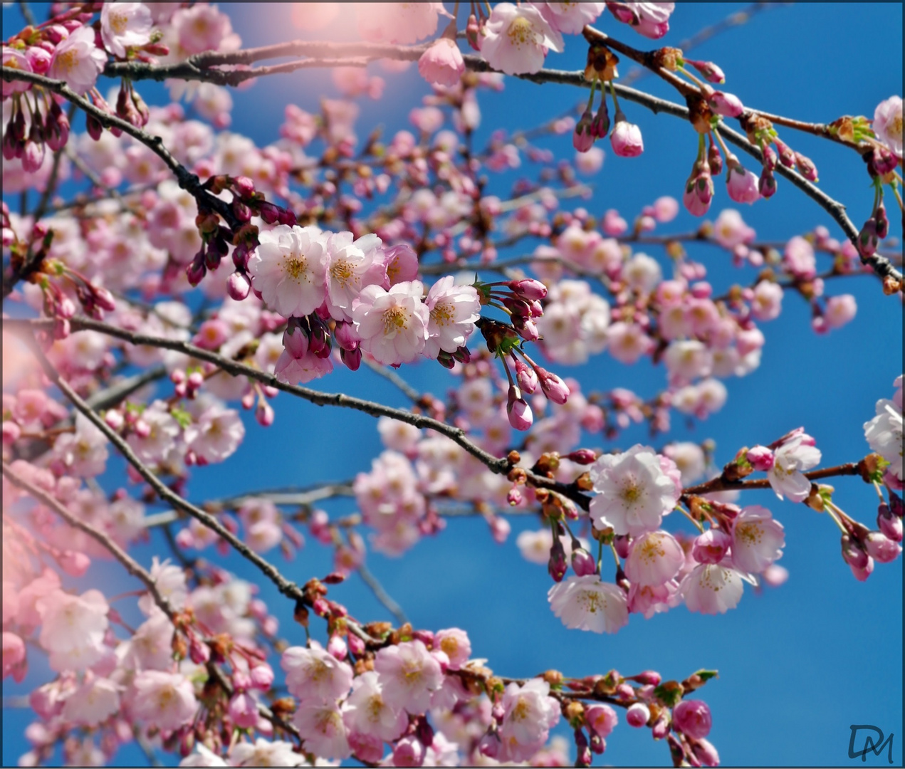 ...Frühling ist