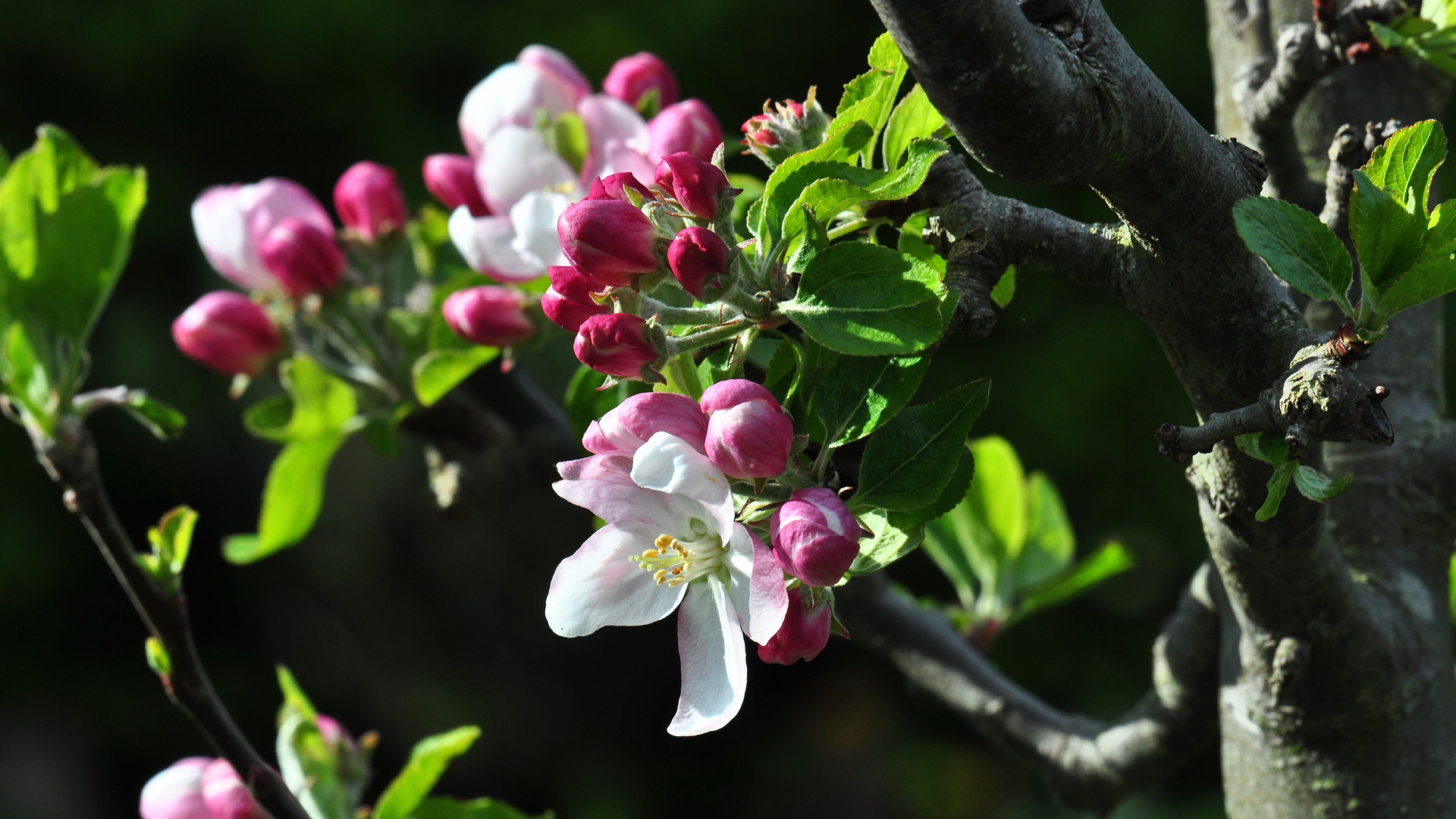 Frühling ist eine wunderbare Jahreszeit