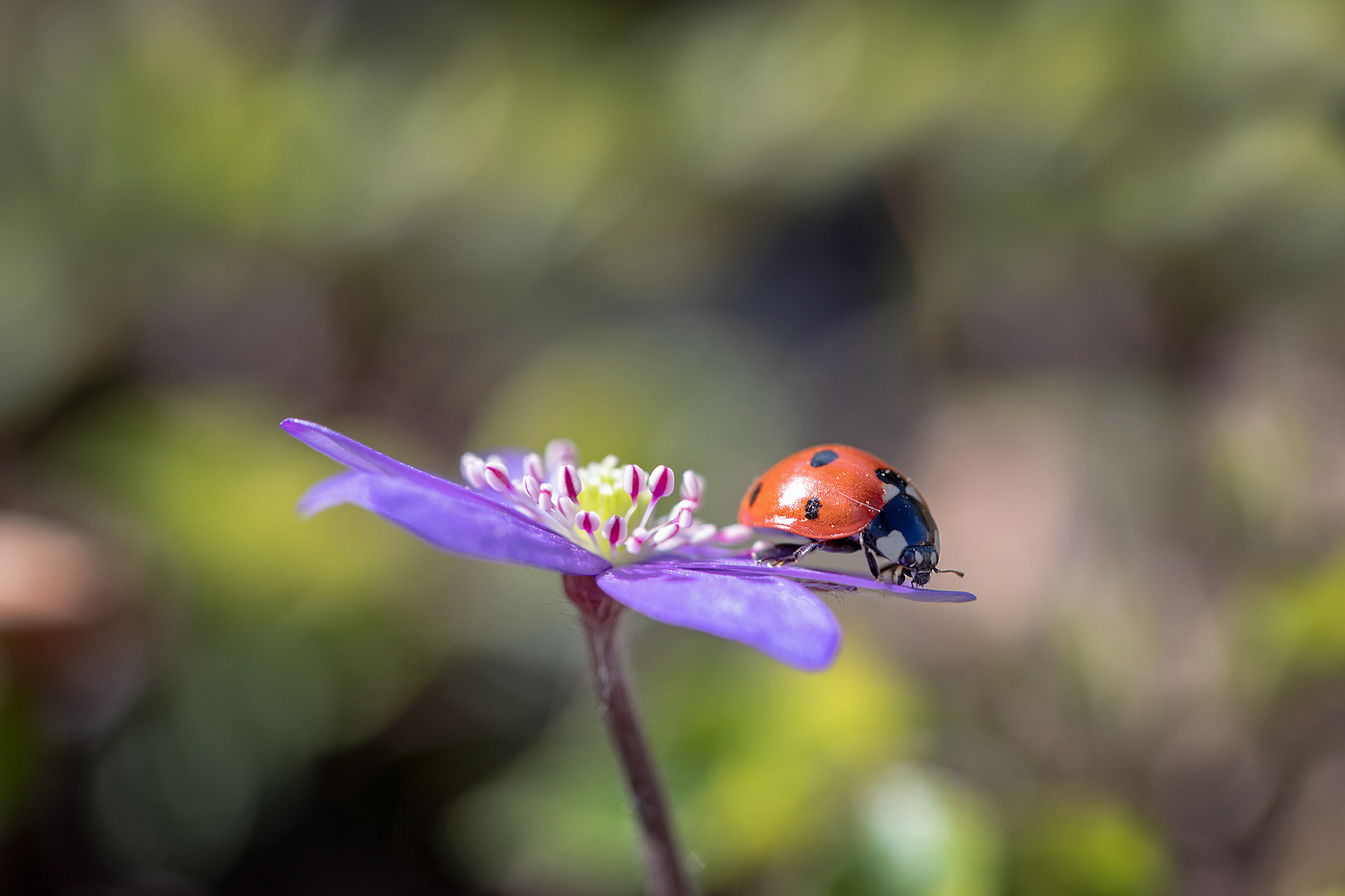 Frühling ist eingekehrt ...