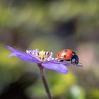 Frühling ist eingekehrt ...