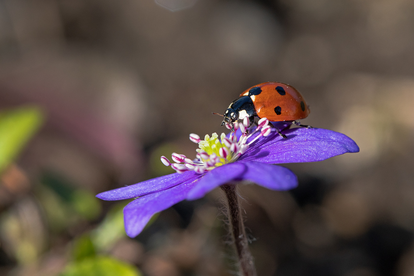 Frühling ist eingekehrt 2 ...