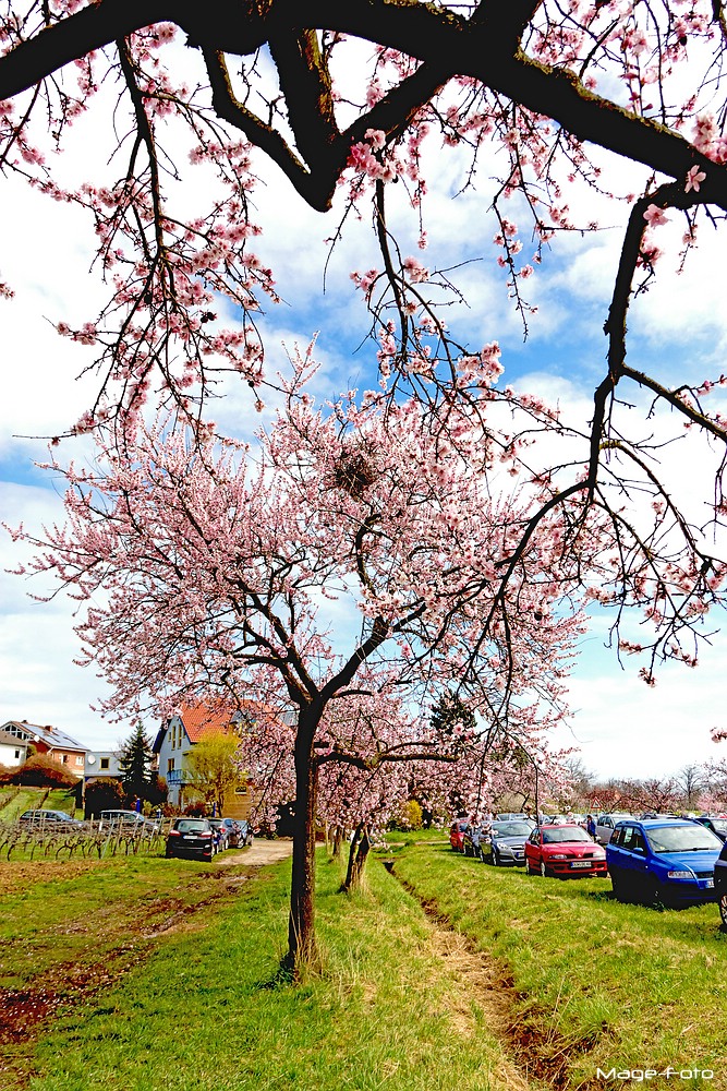 Frühling ist endlich da!