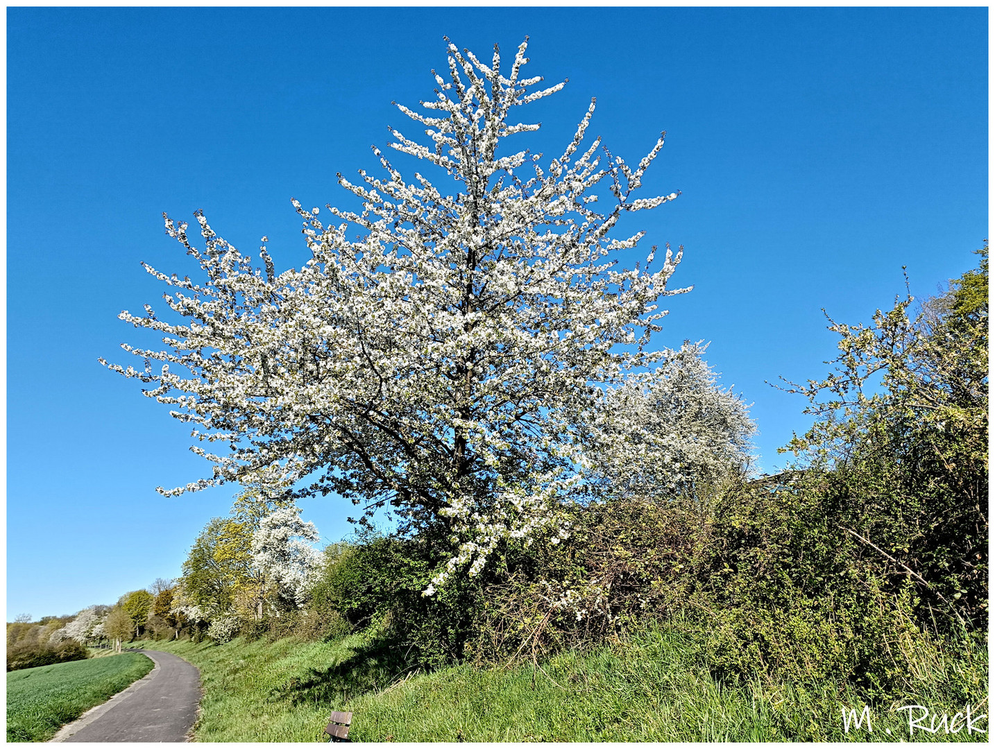 Frühling ist es !