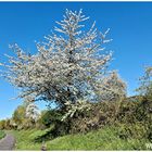 Frühling ist es !