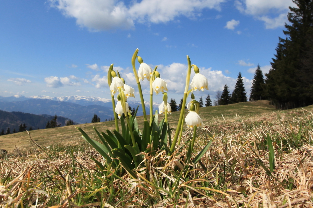 " Frühling ist es "