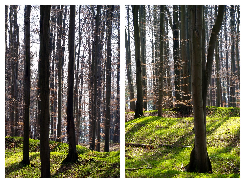 Frühling ist es wieder....