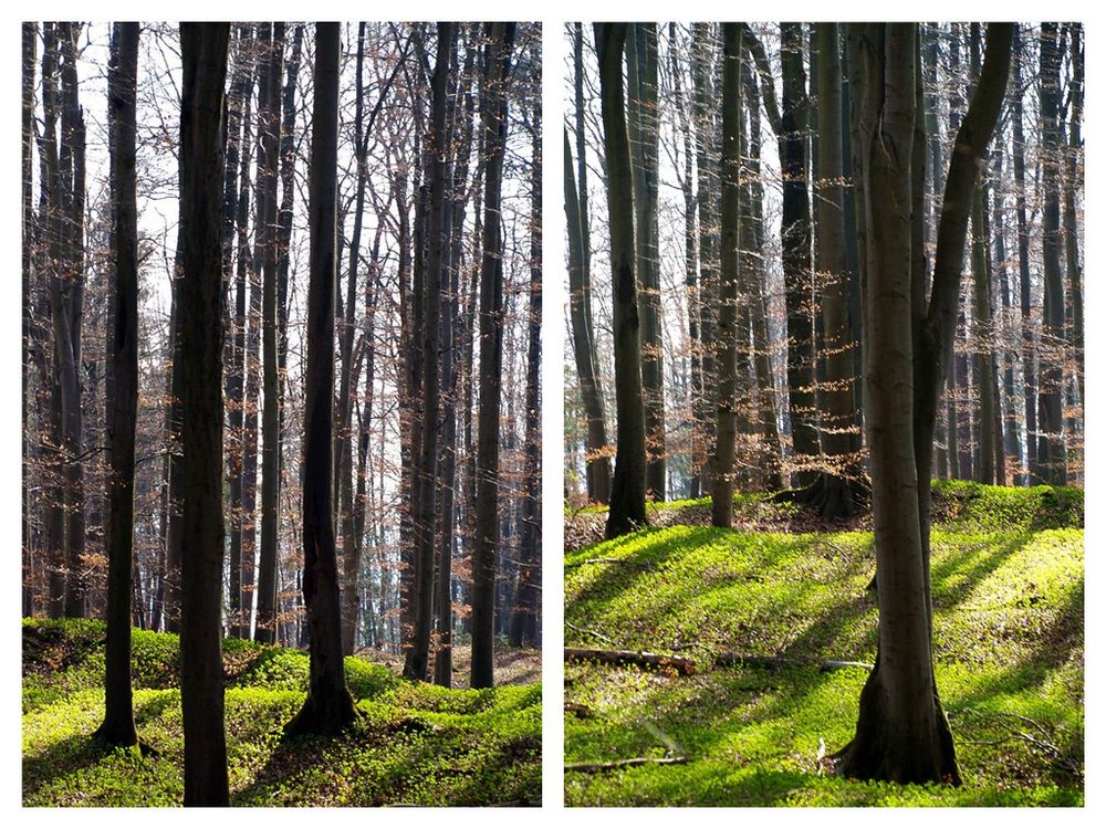 Frühling ist es wieder....