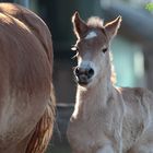 Frühling ist Fohlenzeit