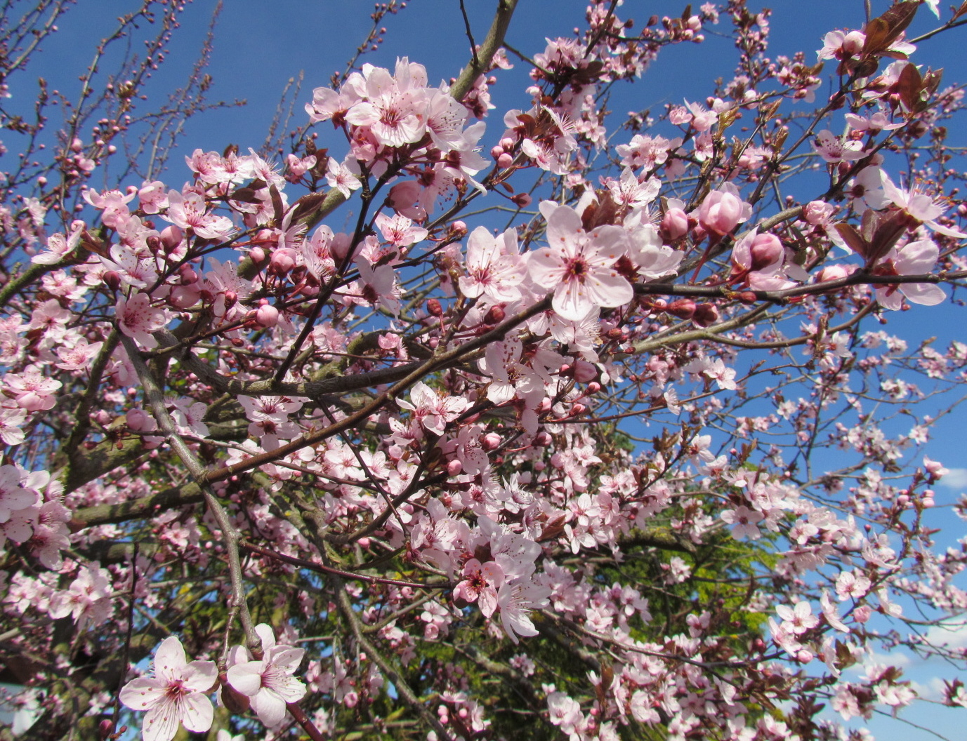 Frühling ist gekommen