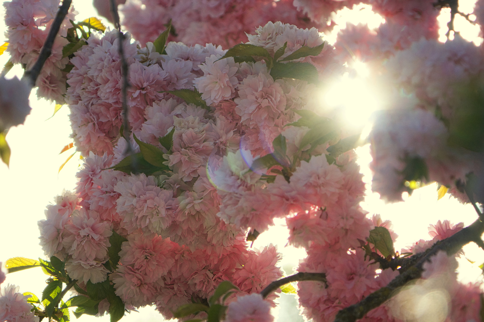 Frühling ist in der Luft