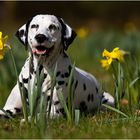 Frühling ist ja so schön