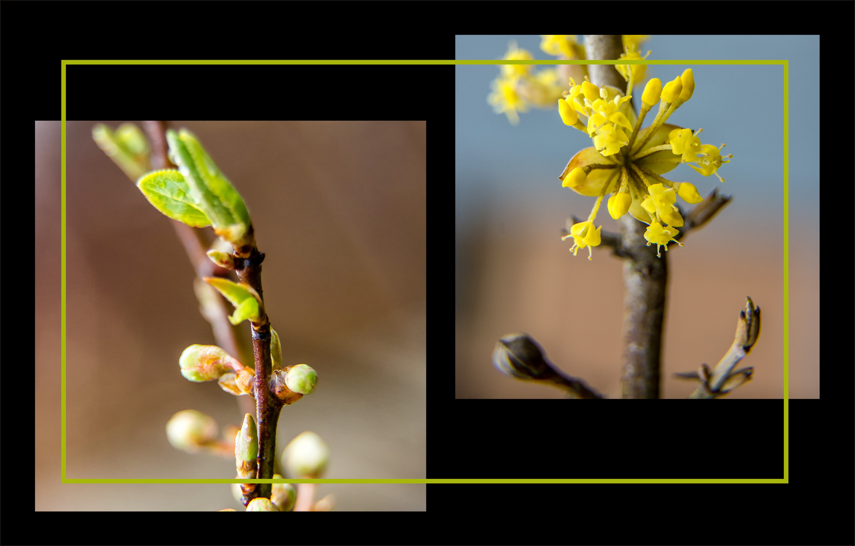 Frühling ... ist knospen und blühen ...